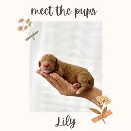 Girl 3 - female Goldendoodle puppy in Redlands, California from Goldendoodle Pals