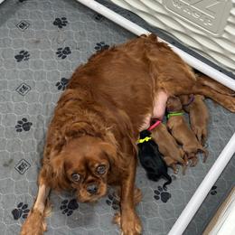 Ruby - Ruby female Cavalier King Charles Spaniel puppy in Gloucester, Virginia from Enchanting Cavaliers