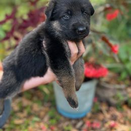 Badge - Black and tan female German Shepherd puppy in Ocala, Florida from Appleridge German Shepherds