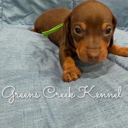 Duke - Chocolate and tan male Dachshund puppy in Jena, Louisiana from Greens Creek Kennel