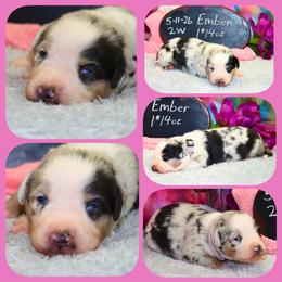 Ember - Blue merle female Australian Shepherd puppy in Levelland, Texas from Once Upon a Time Aussies