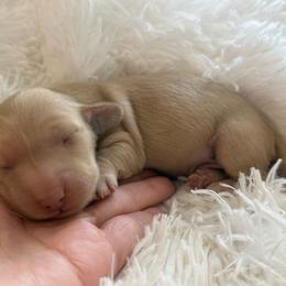 Brooks - Cream male Dachshund puppy in Goodyear, Arizona from D&C Royal Dachshunds LLC
