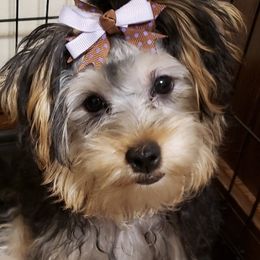 Precious - Yorkshire Terrier