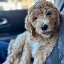 Green - Cream female Goldendoodle puppy in Newnan, Georgia from Old Line Doodles