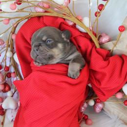 Chocolate Boy - Tricolors male French Bulldog puppy in Piedmont, Oklahoma from 5A Frenchies