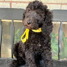 Grape - Black female Labradoodle puppy in Murray, Utah from Swann's Kennels