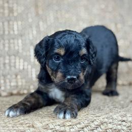 BTM11 - Black tri-color male Aussiedoodle puppy in Prague, Oklahoma from Classic K9’s  Aussies & Doodles