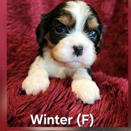 Winter - Tri-color female Cavalier King Charles Spaniel puppy in Simi Valley, California from Above All Else Love