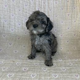 Flint - Merle male Cockapoo puppy in Bedford, Iowa from Our Father’s Doodles