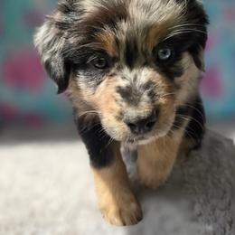 Persephone - Blue merle female Miniature Australian Shepherd puppy in Church Hill, Tennessee from Hippie Dog Haven