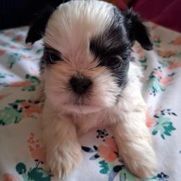Oreo - Black and white male Shih Tzu puppy in Memphis, Tennessee from Lady and the Tramp