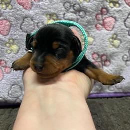 Siren - Black and rust female Miniature Pinscher puppy in Lancaster, Missouri from White Stone Ranch
