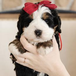 'Marcia' Red Bow Female - Tri-color female Bernedoodle puppy in Kamas, Utah from A + E Farms