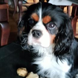 Nico - Cavalier King Charles Spaniel