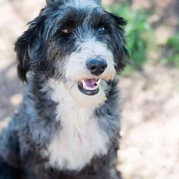 Panda - Aussiedoodle