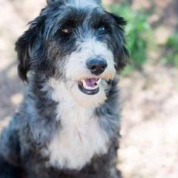 Panda - Aussiedoodle
