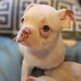 Cooper - Seal and white Boston Terrier puppy in Boston, Massachusetts from Boston Collections