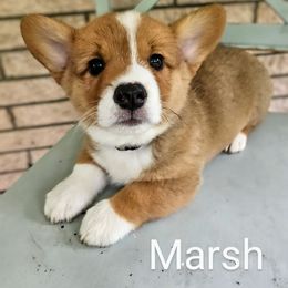 Marsh - Red merle and white male American Corgi puppy in Centerville, Tennessee from Katerina's American Corgis