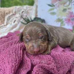 Bubbles AKC - Chocolate and tan female Dachshund puppy in Hendersonville, North Carolina from Snarky Doxy Miniature Dachshunds