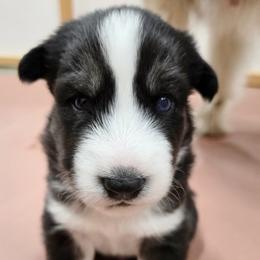 Rocky - Black and white male Siberian Husky puppy in Auburn, Washington from Black Diamond Siberian Huskies