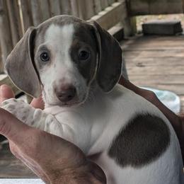 Elsie - Fawn (Isabella) female Dachshund puppy in Harrison, Arkansas from Pyatts Doxies