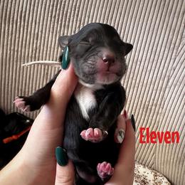 Eleven - Black female Goldendoodle puppy in Aztec, New Mexico from HappyHazelDoodles