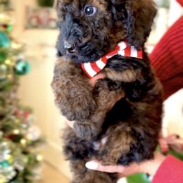 Bernedoodle, Cavapoo, and Goldendoodle Puppies from Blackberry Farm Puppies