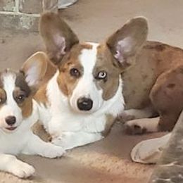 American Corgis, Cardigan Welsh Corgis, and Pembroke Welsh Corgis from Enchanted Corgi Butts