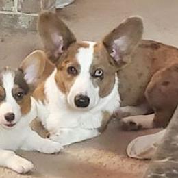 American Corgis, Cardigan Welsh Corgis, and Pembroke Welsh Corgis from Enchanted Corgi Butts