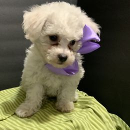 Bichon Frise and Shichon Puppies from Rose Cottage Bichons