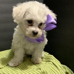 Bichon Frise and Shichon Puppies from Rose Cottage Bichons