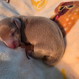 Isabella boy - Fawn (Isabella) male Dachshund puppy in West Plains, Missouri from Spring Creek Dachshunds