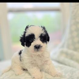 Ernie - Black and white male Shichon puppy in Ronda, North Carolina from Willow River