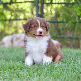 Rtm - Red tri-color male Miniature American Shepherd puppy in Stephenville, Texas from Diamond H Aussies