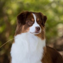 Timber - Australian Shepherd