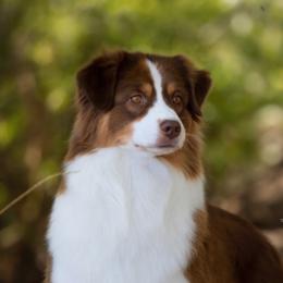 Timber - Australian Shepherd
