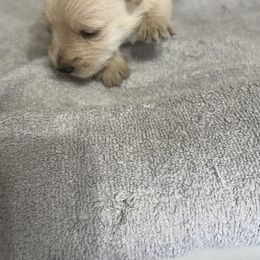 Luci - Scottish Terrier