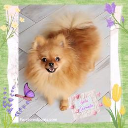 Pomeranian puppies from Foxy Forest Poms