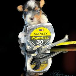 Girl 1 - Black tan and white female Biewer Terrier puppy in Brentwood, California from Perfección Del Cielo Biewer Terriers