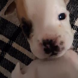 Bryl - Red and white male Bulldog puppy in Odessa, Texas from B-Hive Bulldogs