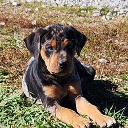 Boy 9 - Catahoula Leopard Dog puppy in Kentucky from Bluegrass Catahoulas