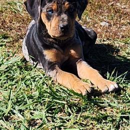 Boy 9 - Catahoula Leopard Dog puppy in Kentucky from Bluegrass Catahoulas