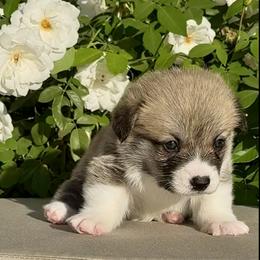 Parmaesan/Walter - Pembroke Welsh Corgi puppy from Corgipuppystore