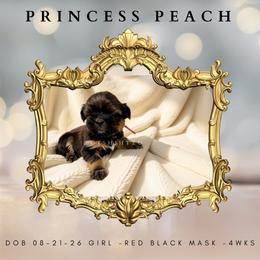 Princess fuchsia - Black and tan female Shih Tzu puppy in Xenia, Ohio from Crown & Tress Shih Tzu