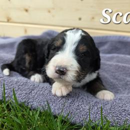 Scar - Tri-color male Bernedoodle puppy in Blackfoot, Idaho from Draper Mountain Doodles