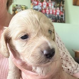 Cream Female - Cream female Dachshund puppy in Swanton, Ohio from Mighty But Mini Dachshunds
