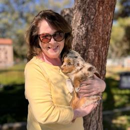 Maisie (Lady) - Red merle female Australian Shepherd puppy in Ramona, California from Blue Moon Aussies