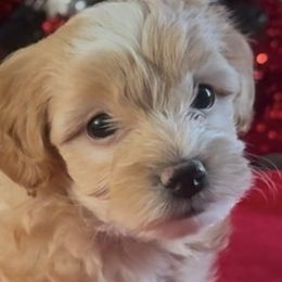 Maltipoos from Silverfire Puppies