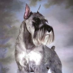 Callie - Standard Schnauzer