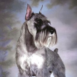 Callie - Standard Schnauzer